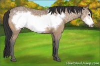 Horse Color:Buckskin Ice Frame 
