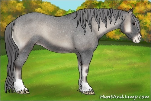 Horse Color:Blue Onyx Appaloosa