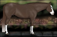 Horse Color:Liver Chestnut Splash 