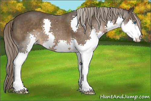 Horse Color:Liver Chestnut Splash