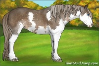 Horse Color:Liver Chestnut Splash 