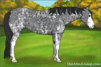 Horse Color:Black Ice Sabino 