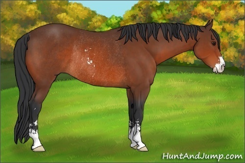 Horse Color:Bay Sabino Rabicano