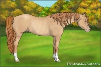 Horse Color:Gold Champagne Rabicano 
