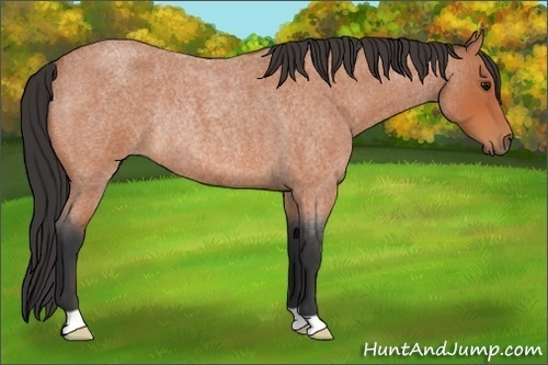 Horse Color:Bay Roan Rabicano 
