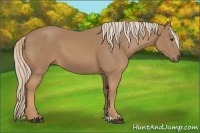 Horse Color:Palomino