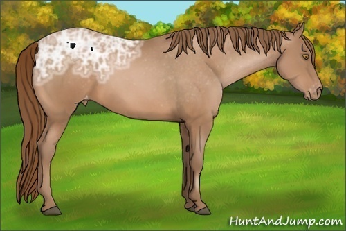 Horse Color:Bay Ice Pearl Appaloosa 
