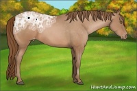 Horse Color:Bay Ice Pearl Appaloosa 