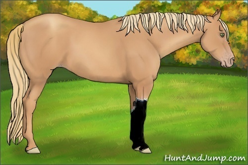 Horse Color:Gold Champagne 