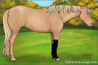Horse Color:Gold Champagne 