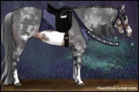 Horse Color:White Spotted Brown Roan Frame
