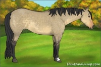 Horse Color:Buckskin Dun