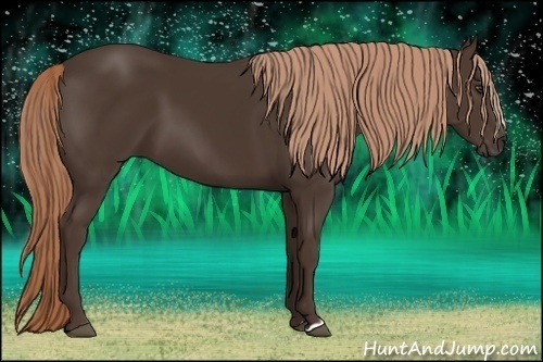 Horse Color:Liver Chestnut 