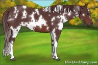 Horse Color:White Spotted Chocolate Brown 