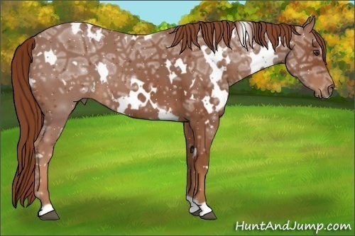 Horse Color:White Spotted Chestnut Ice 