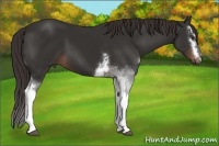 Horse Color:White Spotted Liver Chestnut