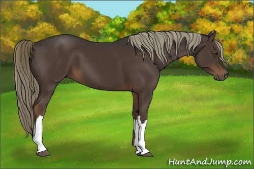 Horse Color:Liver Chestnut 
