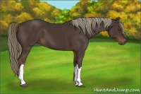 Horse Color:Liver Chestnut 