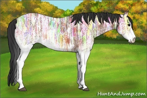 Horse Color:White Spotted Bay Ice Rabicano 