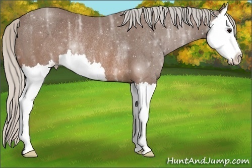 Horse Color:Silver Brown Ice Splash Rabicano 