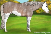 Horse Color:Silver Brown Ice Splash Rabicano