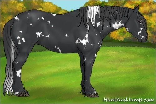 Horse Color:White Spotted Black