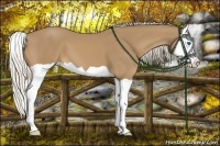 Horse Color:Palomino Splash 