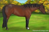 Horse Color:Brown 