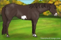 Horse Color:Liver Chestnut Frame 