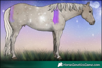 Horse Color:Silver Smoky Black 