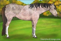 Horse Color:Plaid Bay Ice