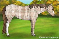 Horse Color:Plaid  Bay Ice Roan 