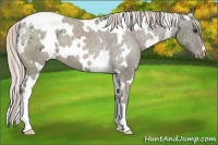 Horse Color:White Spotted Chocolate Palomino Varnish 