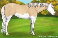 Horse Color:Silver Amber Cream Champagne Splash