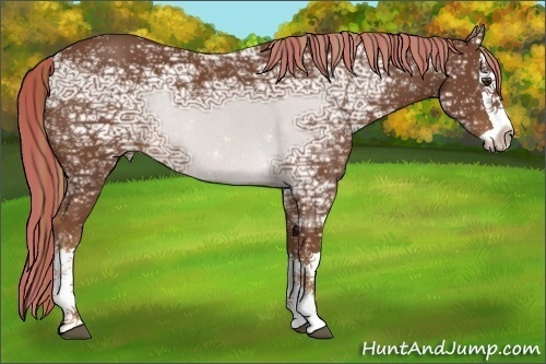 Horse Color:Painted Chestnut Ice Splash Rabicano 