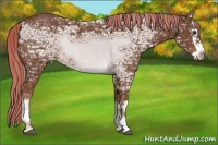 Horse Color:Painted Chestnut Ice Splash Rabicano 