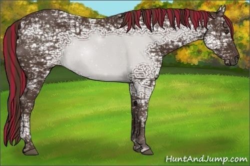 Horse Color:Painted Liver Chestnut Ice Rabicano