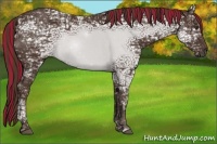Horse Color:Painted Liver Chestnut Ice Rabicano