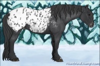 Horse Color:Blue Roan Appaloosa 