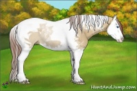 Horse Color:Red Dun Splash Tobiano Rabicano 
