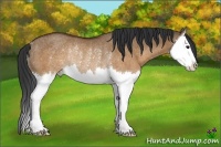 Horse Color:Brown Dun Splash Rabicano 