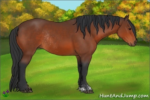 Horse Color:Bay Sabino Rabicano 