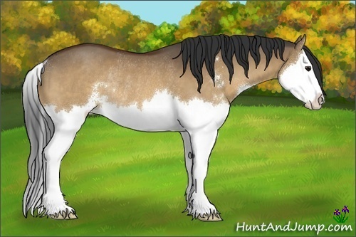 Horse Color:Bay Dun Sabino Splash Rabicano 