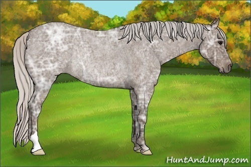 Horse Color:Silver Blue Ice Roan Rabicano
