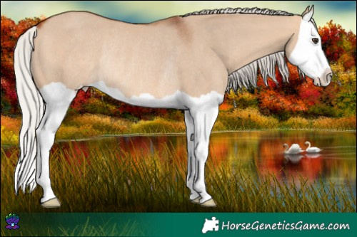 Horse Color:Silver Bay Dun Splash Rabicano 