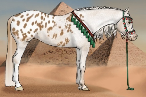 Horse Color:Chestnut Appaloosa 