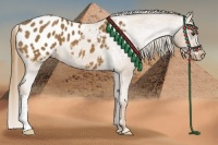 Horse Color:Chestnut Appaloosa 