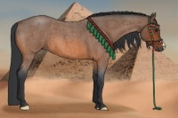 Horse Color:Bay Roan 