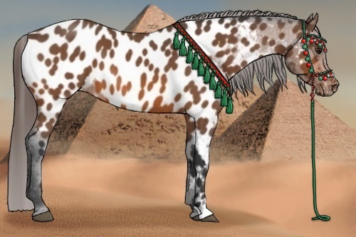 Horse Color:Bay Roan Appaloosa 