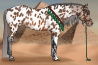 Horse Color:Bay Roan Near Leopard 